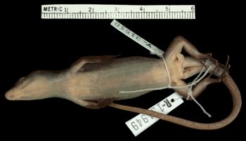 Media type: image;   Herpetology R-131949 Aspect: ventral
